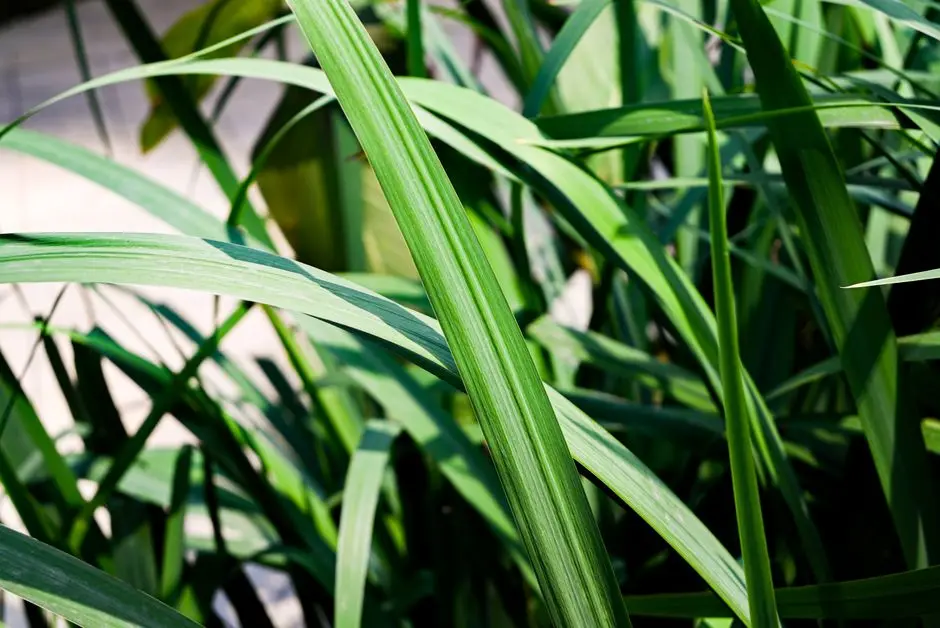 Greens & Outdoors at BESTECH ORIENT BUSINESS TOWER, Sector 34, Gurgaon