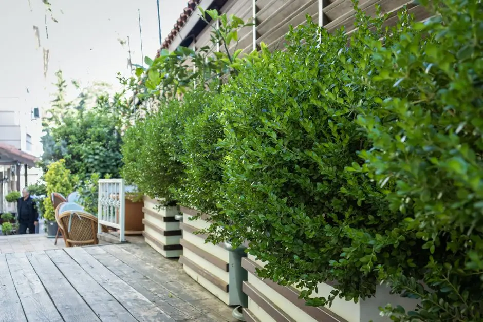 Greens & Outdoors at BESTECH CHAMBERS, Sushant Lok Phase 1, Gurgaon