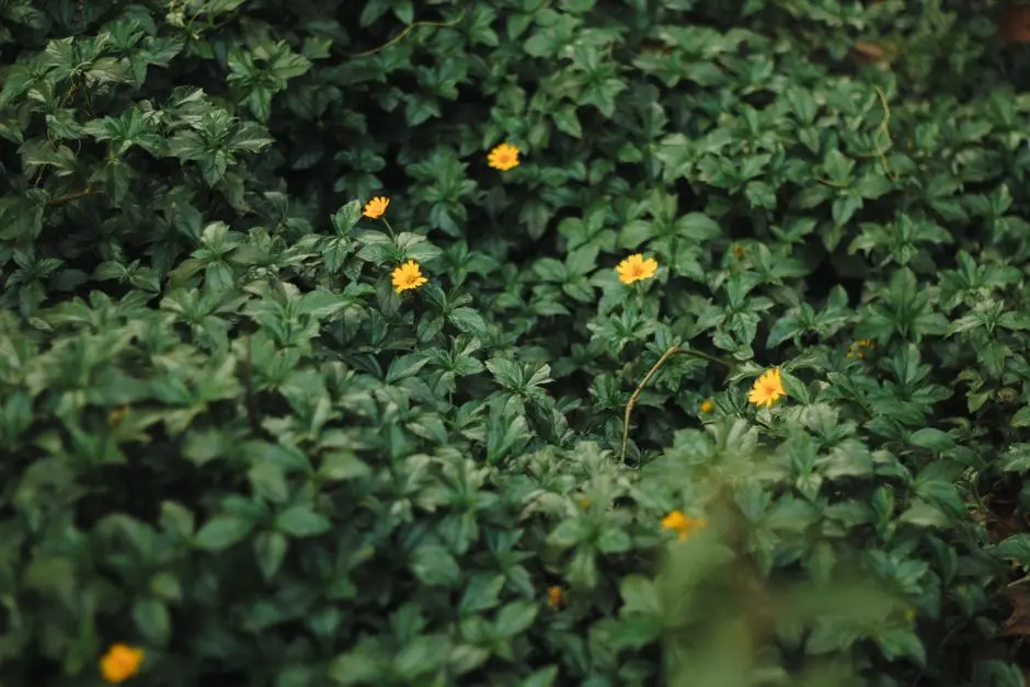 Greens & Outdoors at BESTECH SKY SUITES, Sector 81, Gurgaon